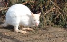 Кенгуру-альбіноса випустили до відкритого вольєру в зоопарку Вінниці (Відео)