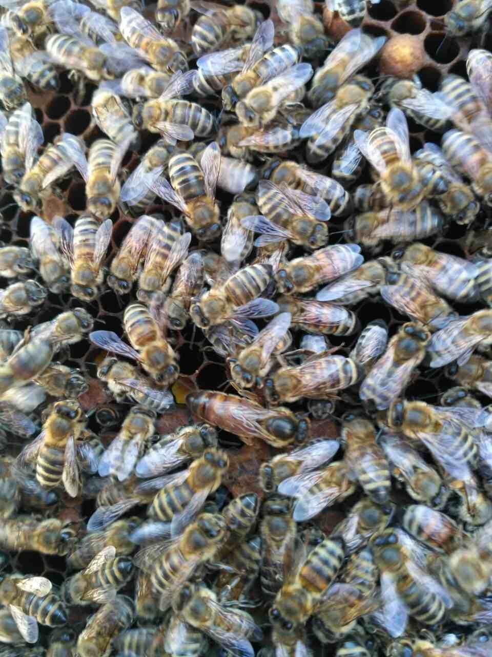 Пчелопакеты.Пчелиные плодные матки.Карпатка