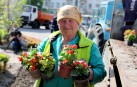 В патріотичних тонах: понад три тисячі саджанців квітів висадять у Вінниці (Фото)