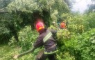 Дерево впало на лінію електропередач у Вінниці (Фото)