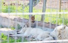 Новонароджені полярні вовченята підростають у зоопарку Вінниці (Фото)