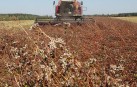 Рекордний урожай гречки збирають в Україні. Лідирує Вінниччина 