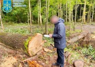Через помилку лісника на Вінниччині зрубали понад 100 зайвих дерев