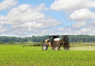 Выбор гербицида для защиты кукурузы