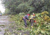 Негода повалила 50 дерев у селі на Вінниччині (Фото)