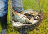 З 1 квітня діятиме весняно-літня заборона на вилов риби у Вінницькій області