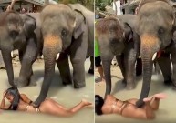 Слони зробили масаж дівчині та прославились у мережі