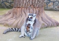 Малюк народився у родині лемурів із зоопарку Вінниці (Фото)