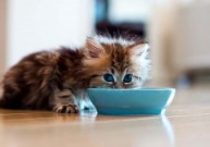 Правильное питание для котят