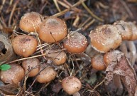 Всі з однієї громади: 5 випадків отруєння грибами зареєстрували цьогоріч на Вінниччині 