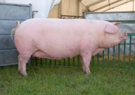 Как правильно провести искусственное осеменение свиней?