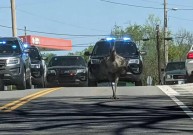 Поліція понад 30 км гналася за страусом: фото та відео з утікачем