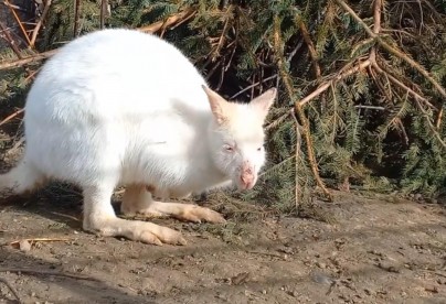 Кенгуру-альбіноса випустили до відкритого вольєру в зоопарку Вінниці (Відео)