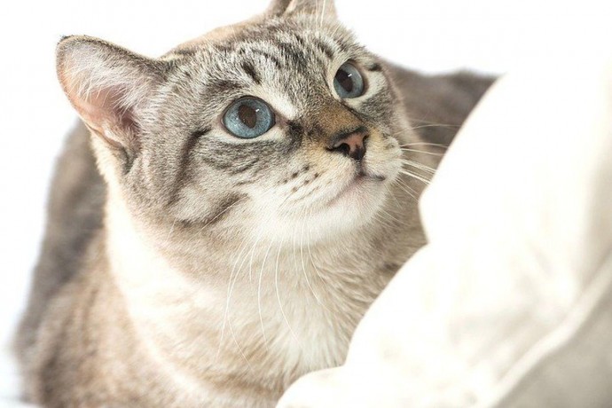 Датські вчені виявили, що кішки є джерелом несподіваної загрози для людей