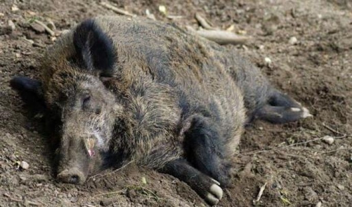 У Польщі більшає кількість спалахів африканської чуми свиней