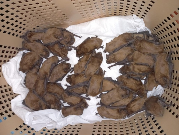 У Вінниці на балконі дев’ятиповерхівки виявили 40 кажанів (Фото+Відео)