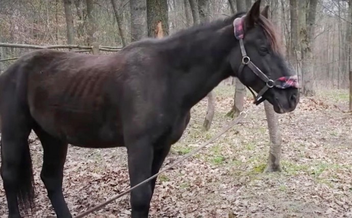 Поранені, налякані та обгорілі: на Вінниччині надали прихисток шістьом коням з Київщини (Відео)