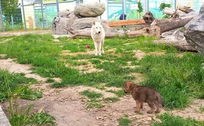 У полярних вовків «Подільського зоопарку» з’явилося поповнення (Фото+Відео)