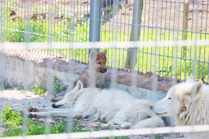 Новонароджені полярні вовченята підростають у зоопарку Вінниці (Фото)