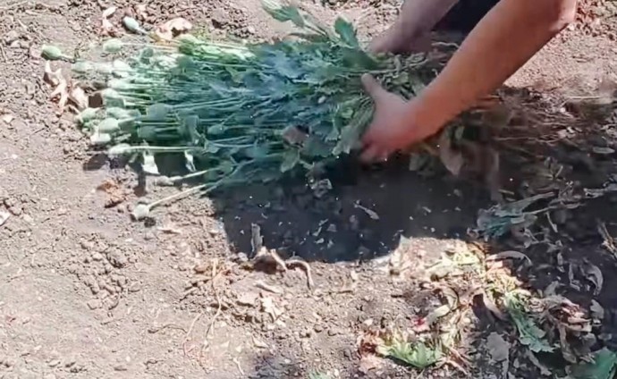 Понад пів сотні рослин маку вирощувала жителька Гайсинського району (Відео)