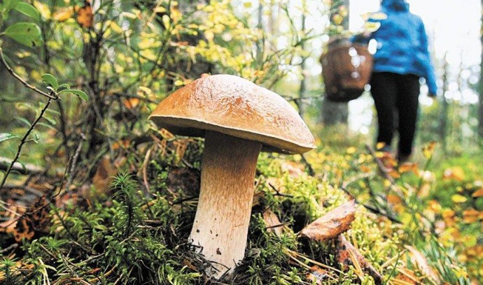 6 випадків отруєння грибами зареєстрували на Вінниччині з початку року. Це найбільший показник в Україні