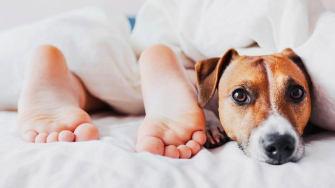 Вчені довели, що спати з тваринами в одному ліжку корисно