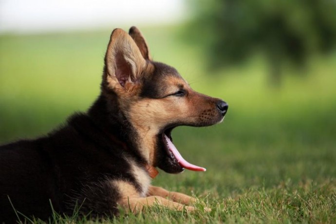 Чому собака позіхає?