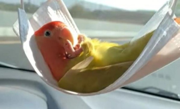 Папуга-мандрівник їде в машині з повним комфортом