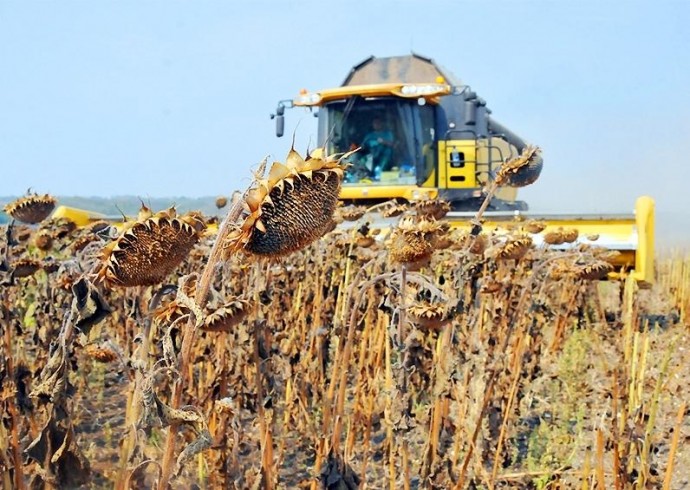 2,4 мільйона тонн нового зерна намолотили на Вінниччині. Жнива тривають
