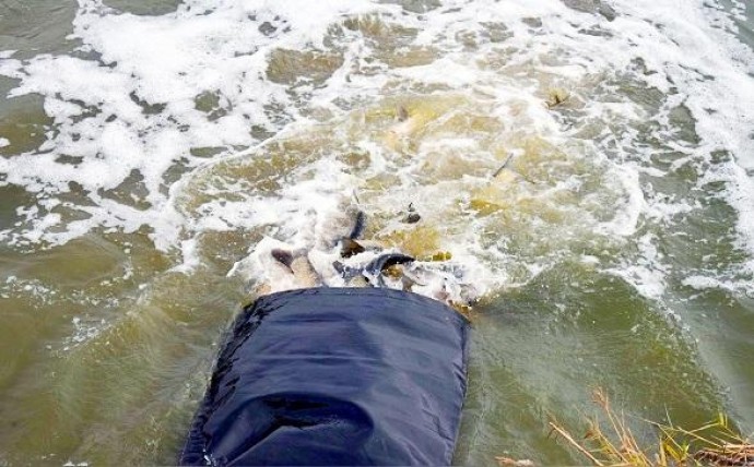 Майже три тонни риби випустили у Ладижинське водосховище (Фото)