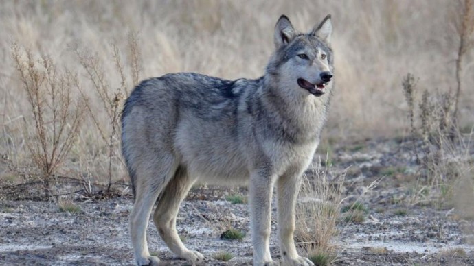 Вчені розкрили несподівану властивість у геномі чорнобильських вовків