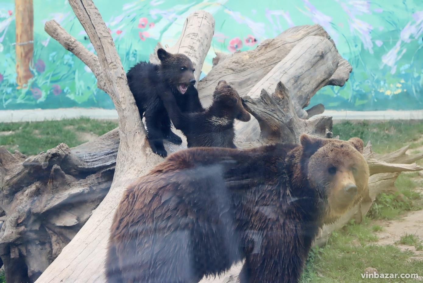 У зоопарку Вінниці вже можна побачити новонароджених ведмежат. Малюки граються під наглядом матусі (Фото+Відео)