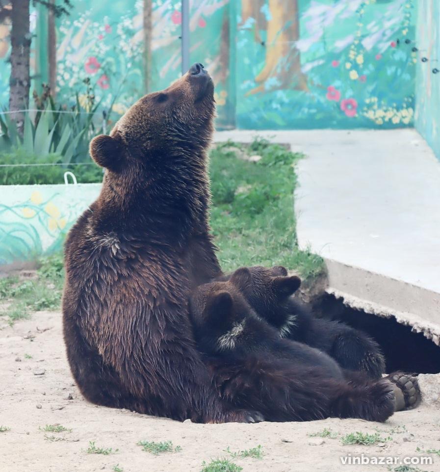 У зоопарку Вінниці вже можна побачити новонароджених ведмежат. Малюки граються під наглядом матусі (Фото+Відео)