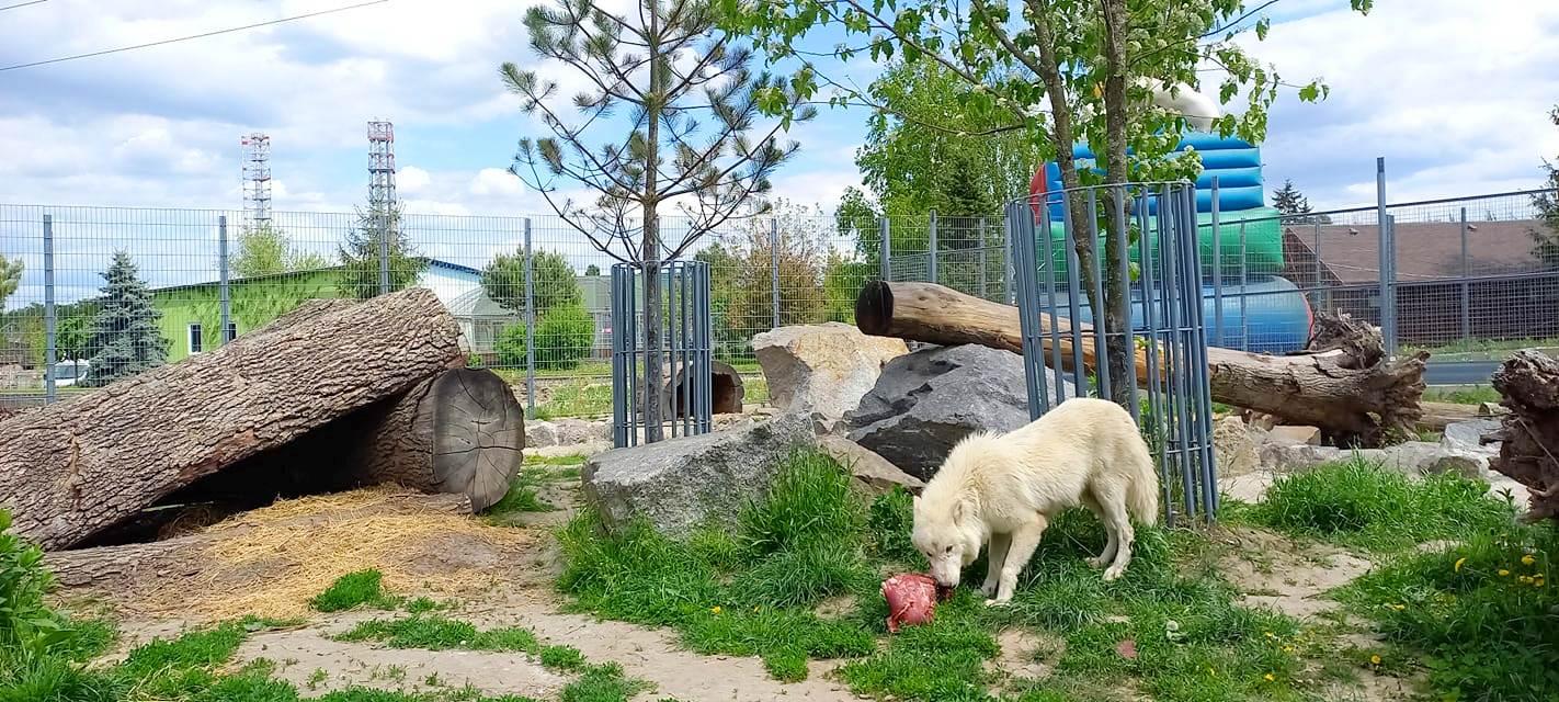 У полярних вовків «Подільського зоопарку» з’явилося поповнення (Фото+Відео)