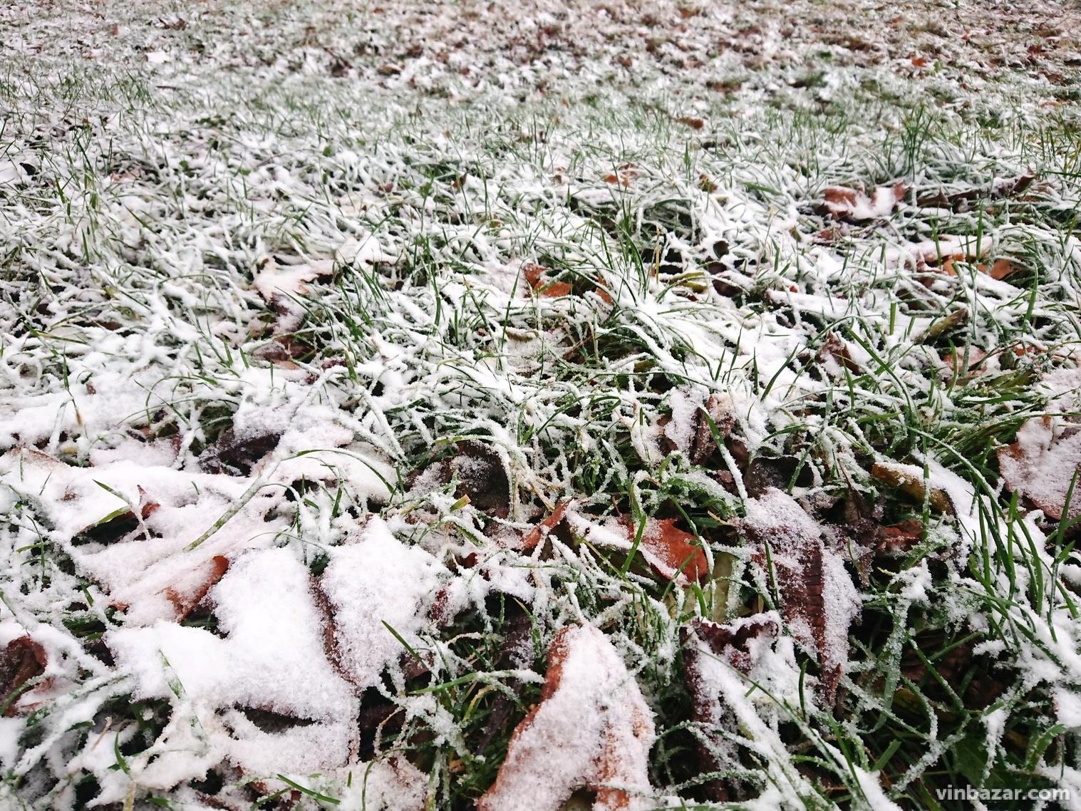 У Вінниці випав мокрий сніг (Фото)