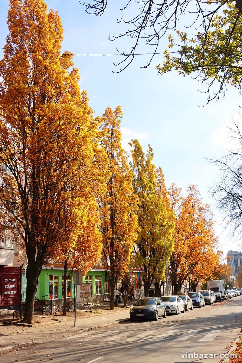 Осінь у Вінниці: місто заполонило золоте листя (Фото)