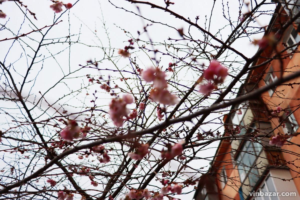 На Алеї сакур у Вінниці з’явилися квіти (Фото)