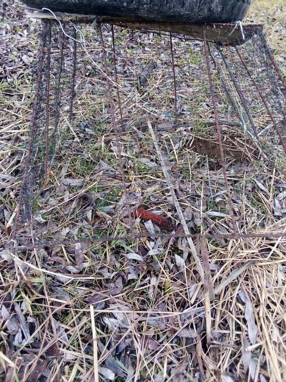Браконьєрські капкани та петлі виявили у лісах біля національного парку на Вінниччині (Фото)