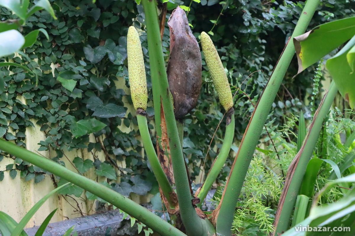 Зелені тропіки серед Вінниці: лимони та банани дозрівають у теплиці юннатів поряд з тритисячною колекцією кактусів (Фото)