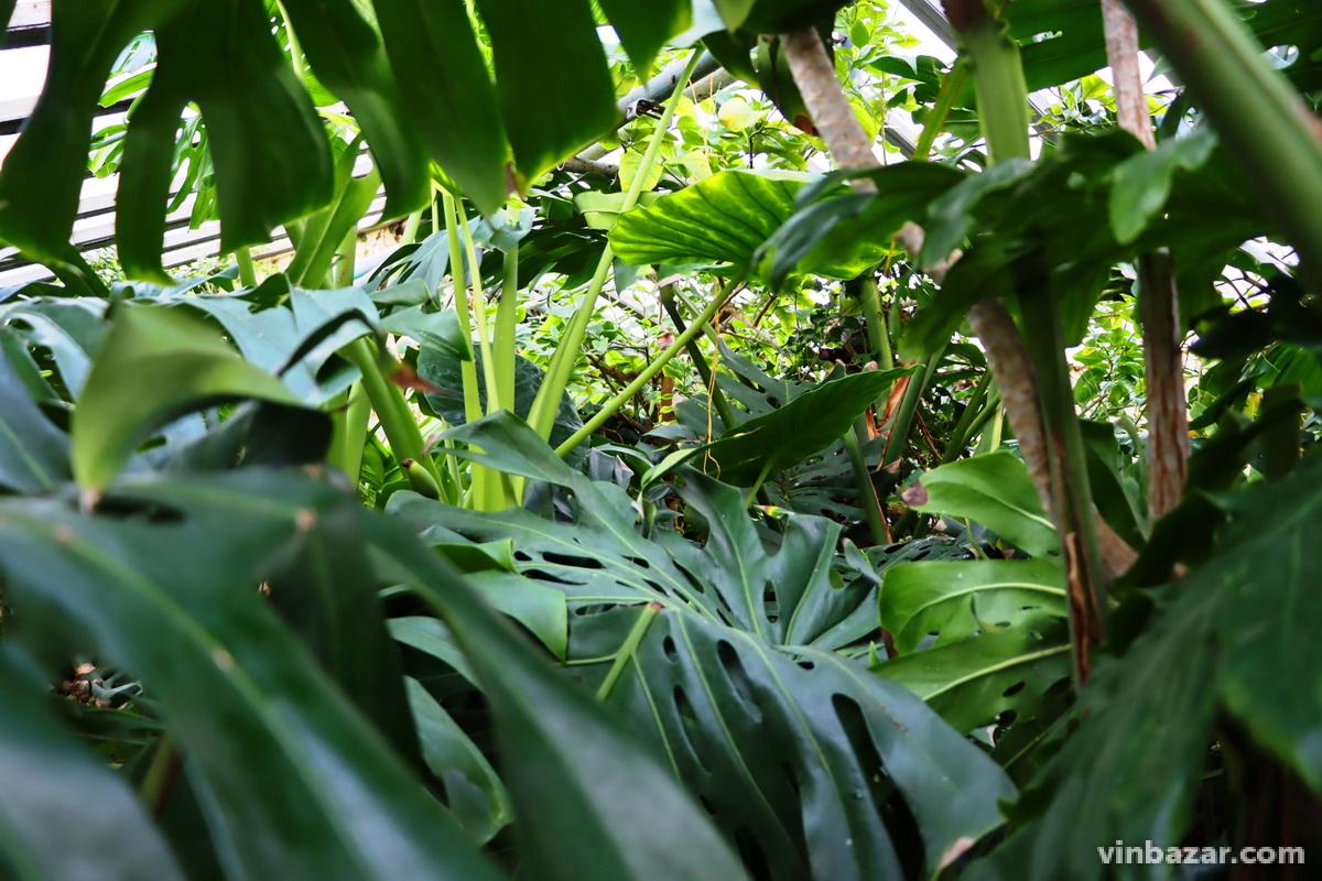 Зелені тропіки серед Вінниці: лимони та банани дозрівають у теплиці юннатів поряд з тритисячною колекцією кактусів (Фото)