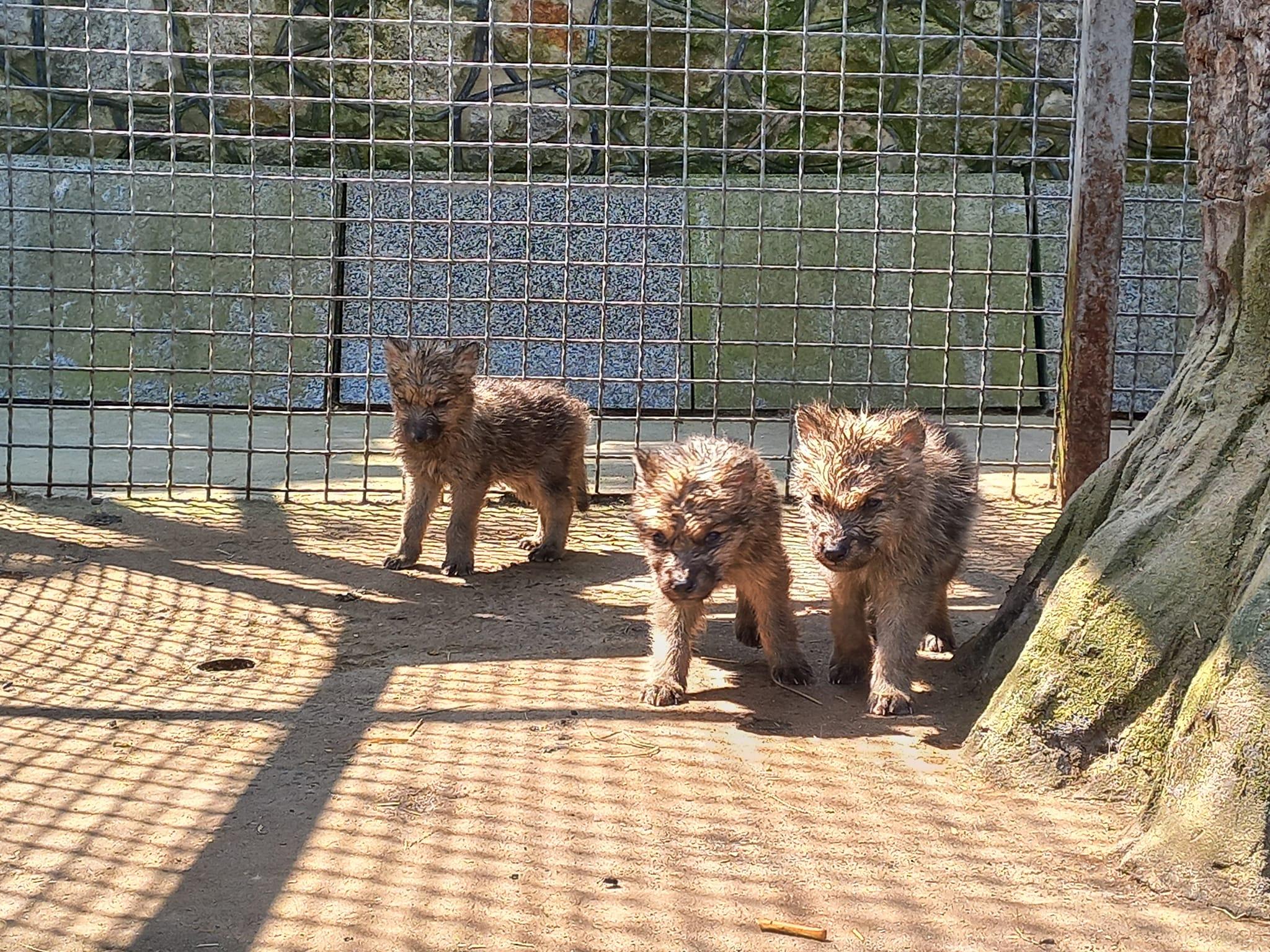 Новонароджених малюків виходили у зоопарку Вінниці після смерті вовчиці (Фото)