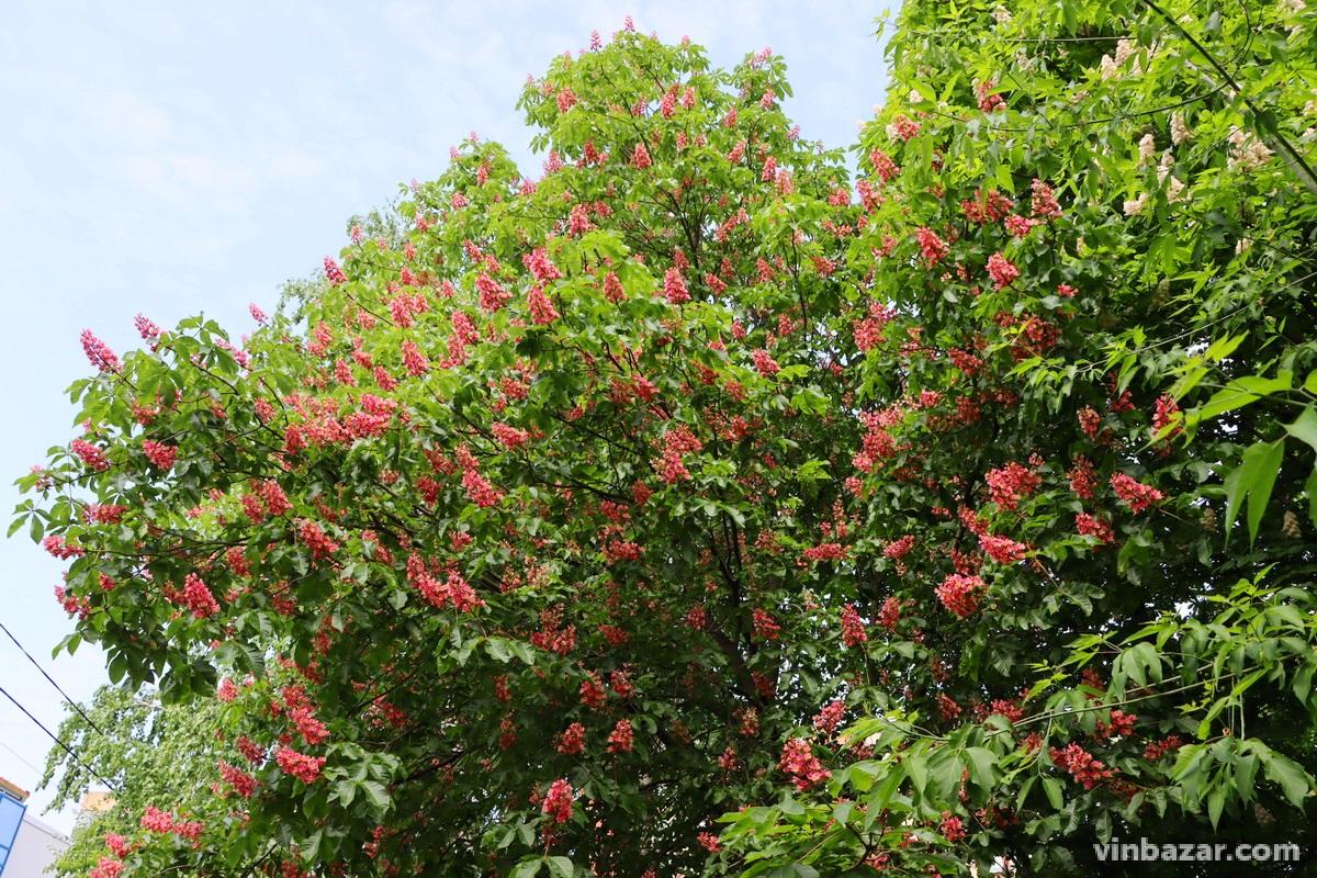 Міська диковинка: рожевий каштан розквітнув у Вінниці (Фото)
