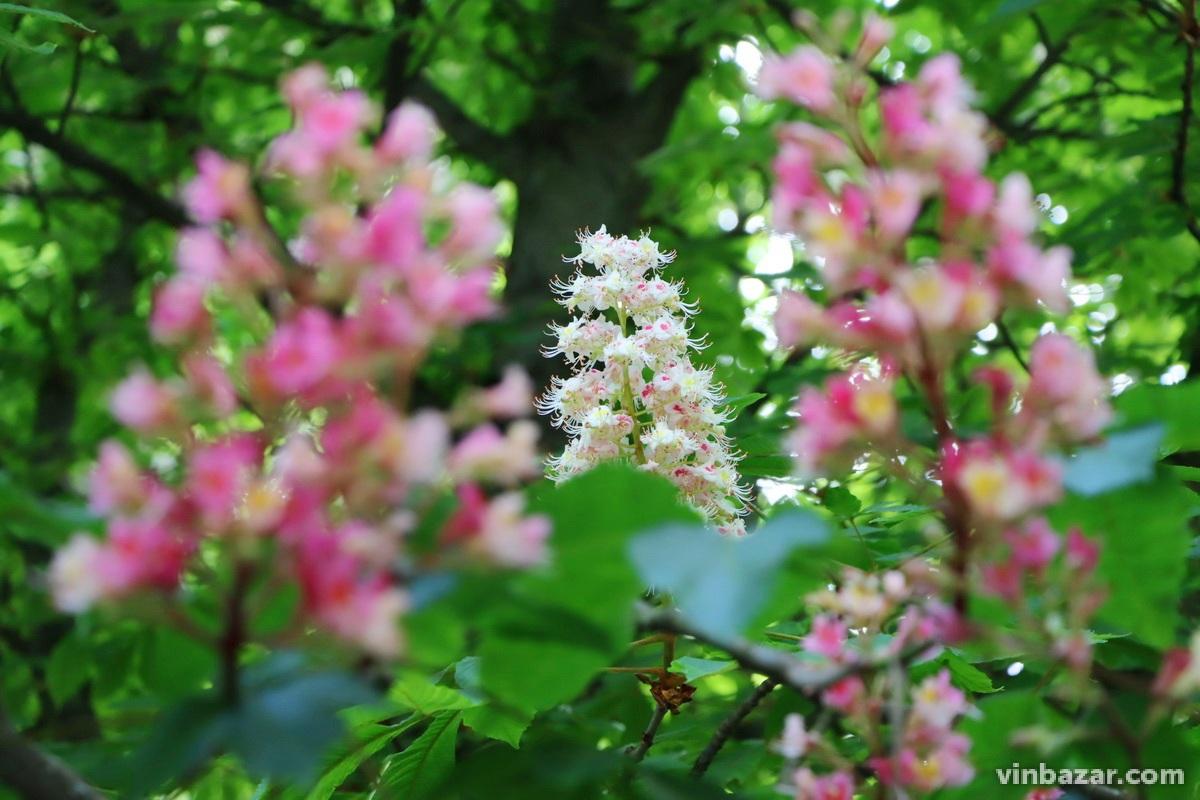 Міська диковинка: рожевий каштан розквітнув у Вінниці (Фото)