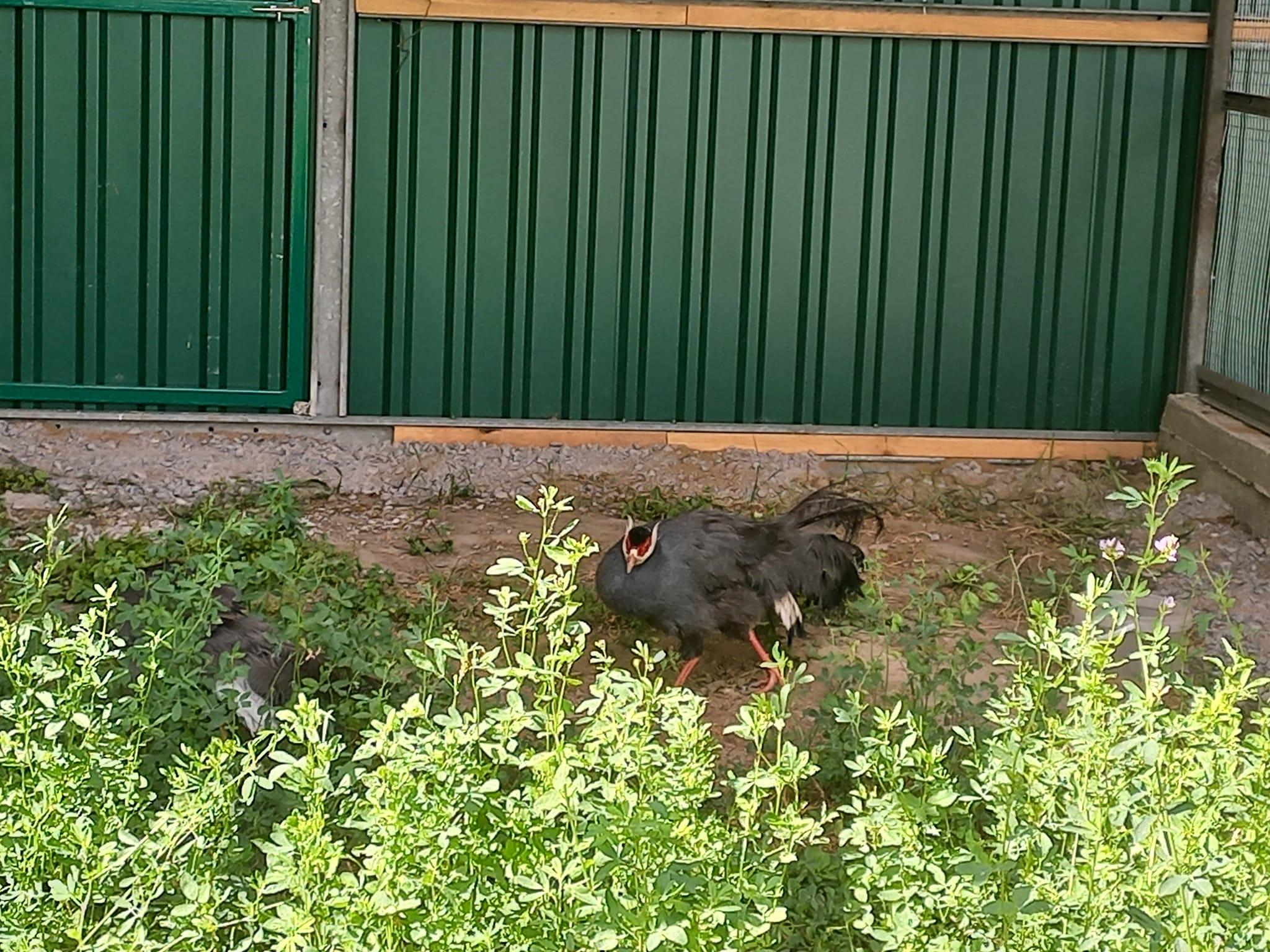 Фазанарій звели у зоопарку Вінниці (Фото)