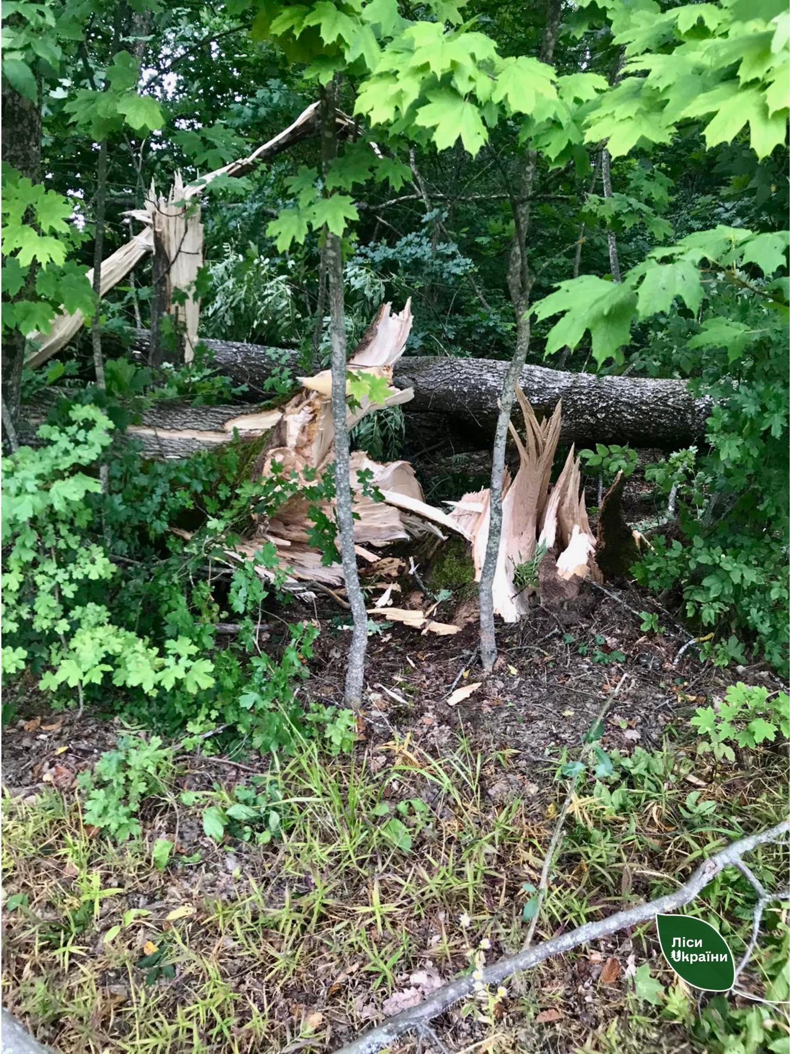 Буревій пошкодив 184 га лісових насаджень на Вінниччині 